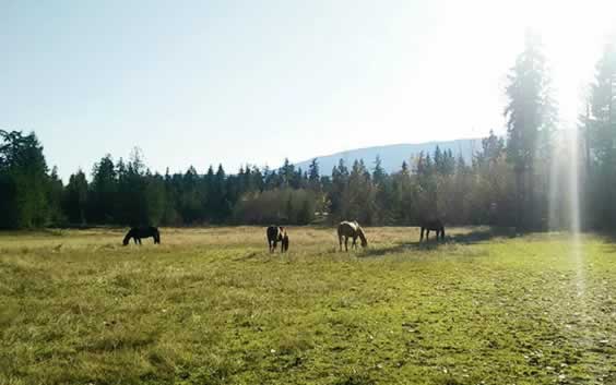 Horses Enjoying a Nice Day